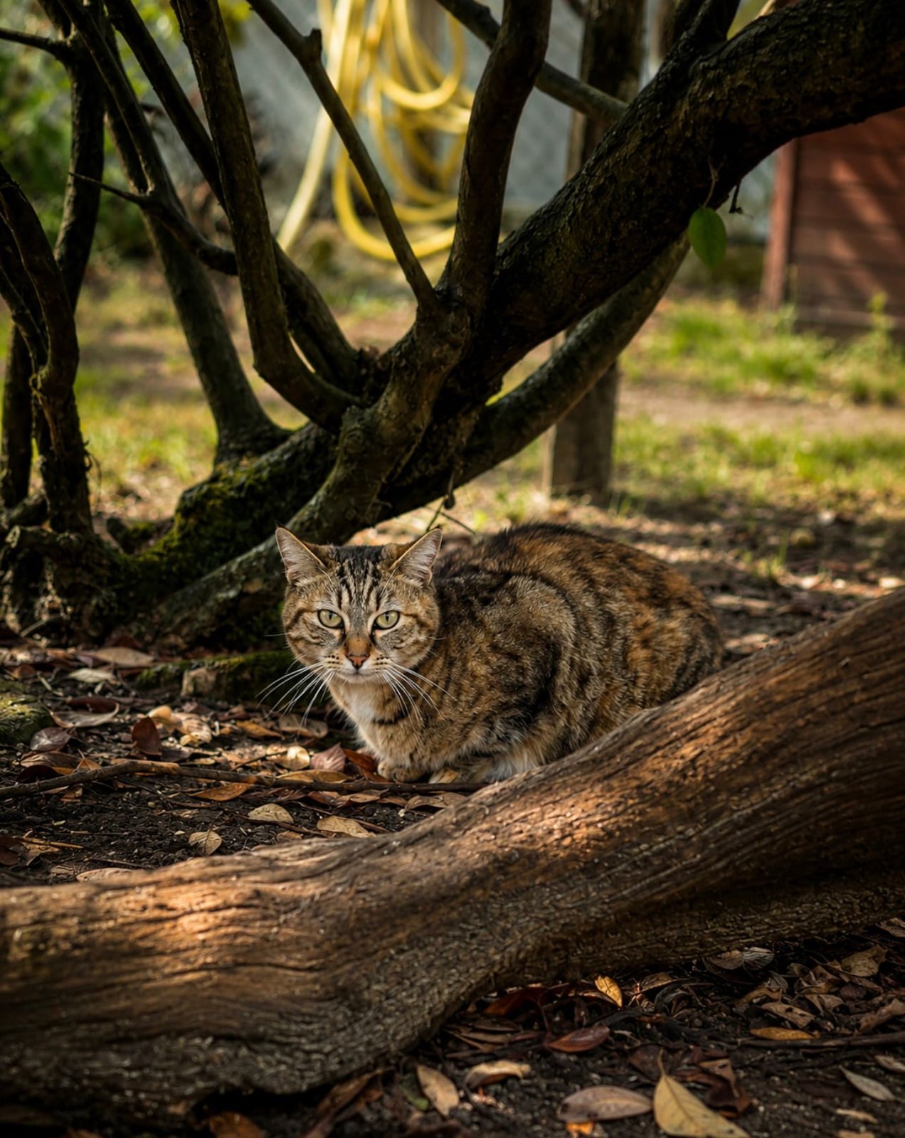 Tigrette